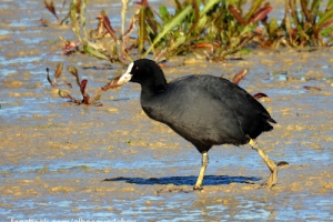 Focha común, Fulica atra. Eurasian coot